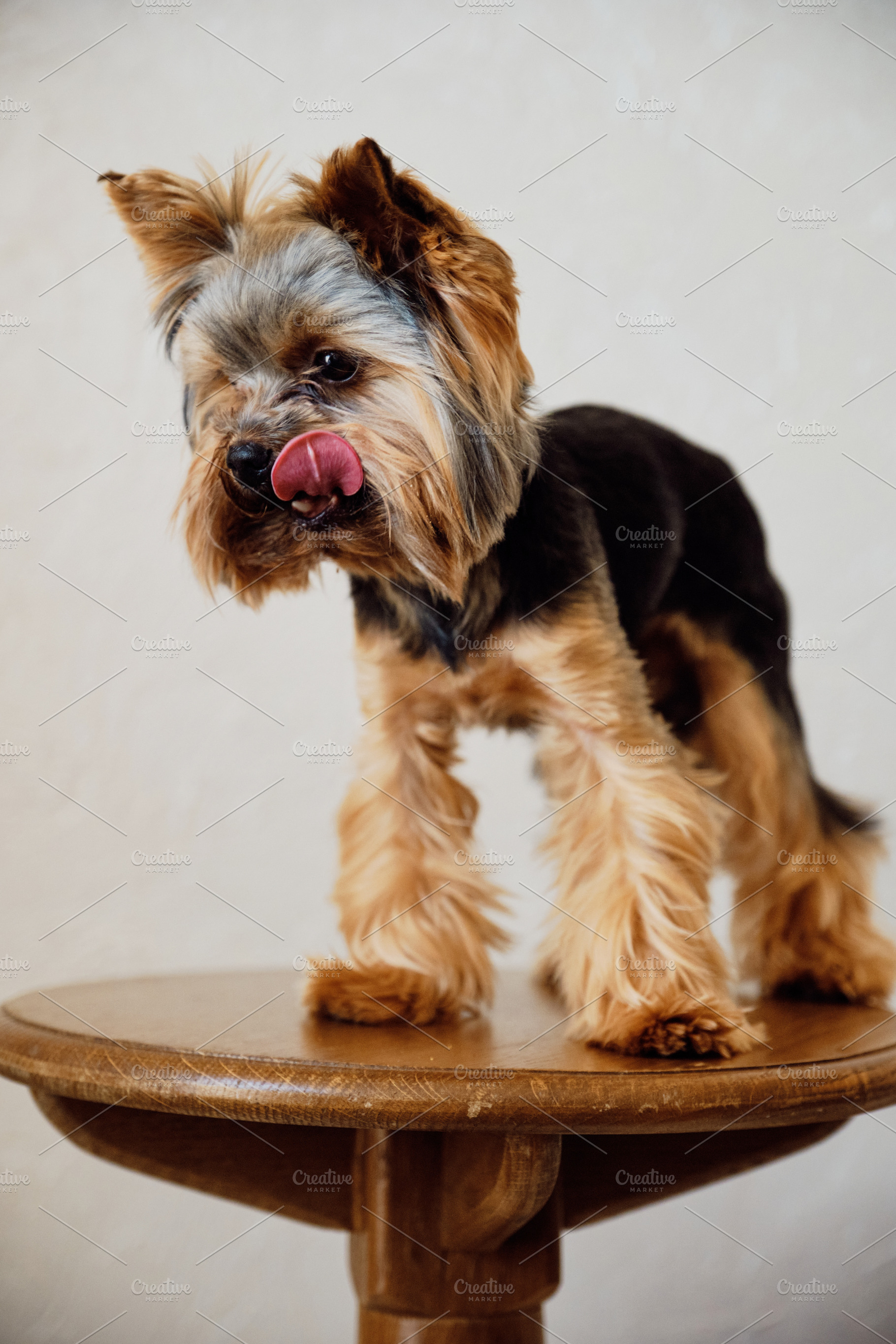 Funny Yorkshire terrier dog licking its nose on a wooden stool. Adorable small, an Animal Photo by Rohan Photography