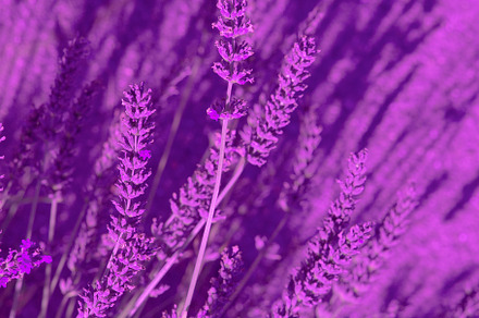 Lavender flowers wallpaper. Purple aesthetic. Bio eco nature min, a Nature Photo by Jenya Porechenskaya