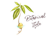 Avocado in botanical style, a Food Illustration by Ann Astro (Thumbnail 5 of 13)