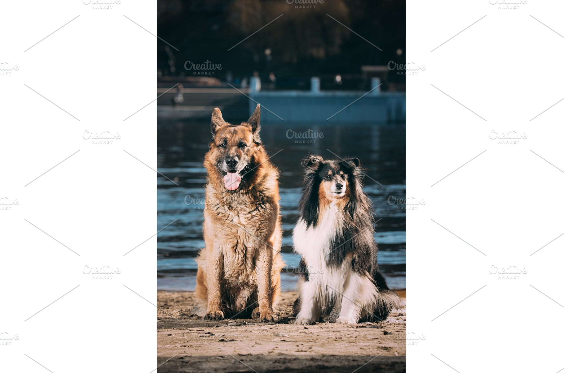 Alsatian Wolf Dog And Tricolor Rough, an Animal Photo by Our Amazing World
