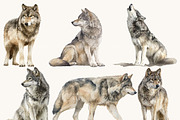 Watercolor Wolf Clipart Set, an Animal Illustration by Design Scotch (Thumbnail 4 of 8)