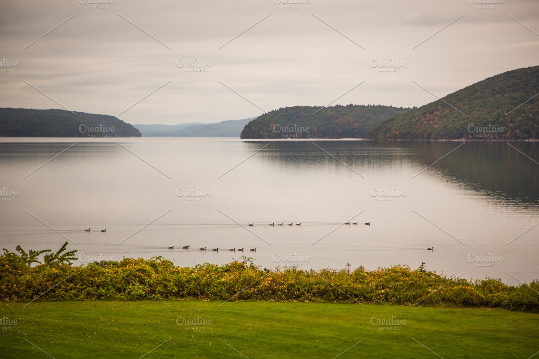 Ducks in a row digital background stock photo containing ducks in a row and, a Nature Photo by Nancy Hebert Photography