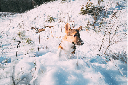 Puppy Of Mixed Breed Dog Playing In, an Animal Photo by Our Amazing World