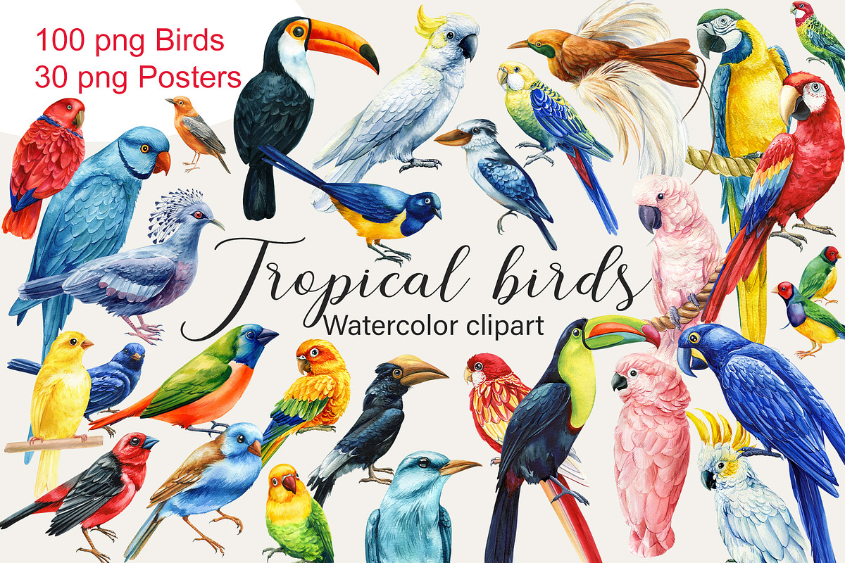 Tropical birds watercolor clipart, an Animal Illustration by Hanna Hryharenka (Photo 1 of 12)