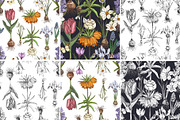 Spring Bulbous flowers, a Decorative Illustration by handsketched (Thumbnail 10 of 10)