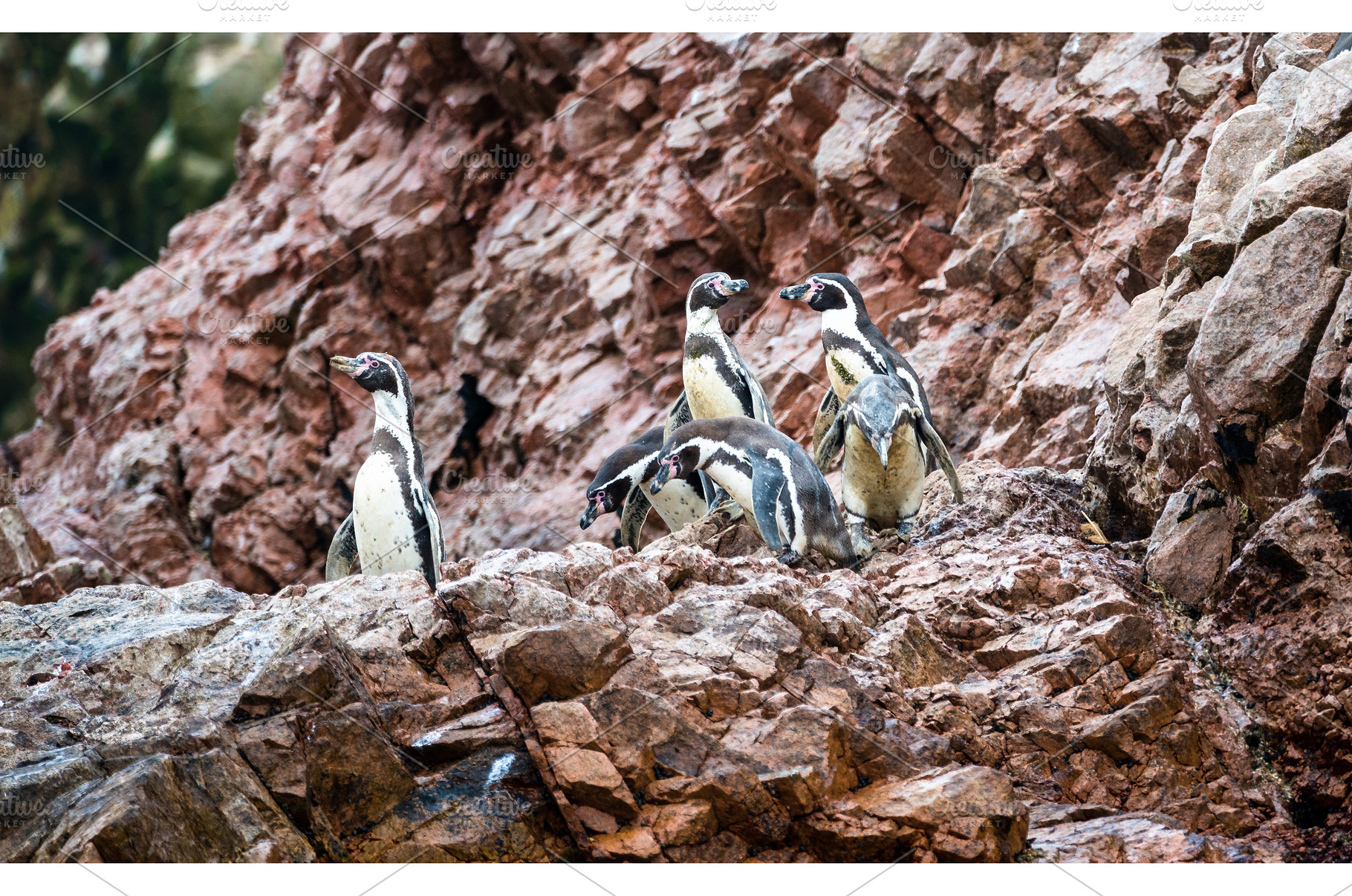 Humboldt penguins on the Ballestas, an Animal Photo by Leonid Andronov