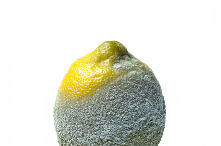 Moldy lemon sits on a white