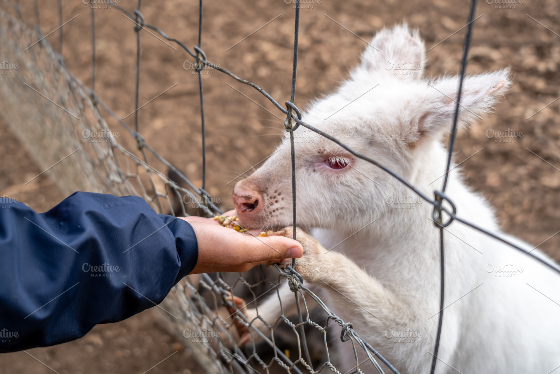 Hand feeding an albino white wallaby behind a wire fence in Aust, an Animal Photo by GoodGoods