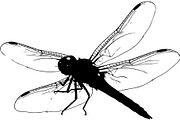 Dragonfly Silhouette, an Object Graphic by Designer_Momina (Thumbnail 19 of 20)