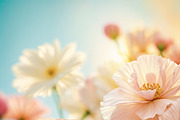 Soft Peach Floral Pack, a Decorative Illustration by StockVerse Creative (Thumbnail 3 of 6)