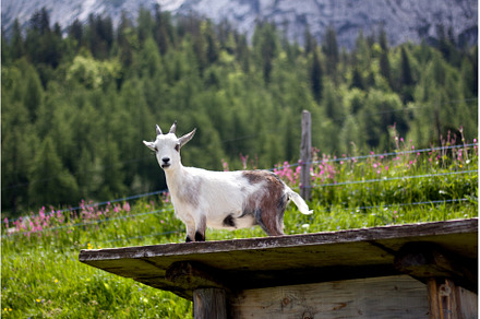 Goat standing on a wooden platform