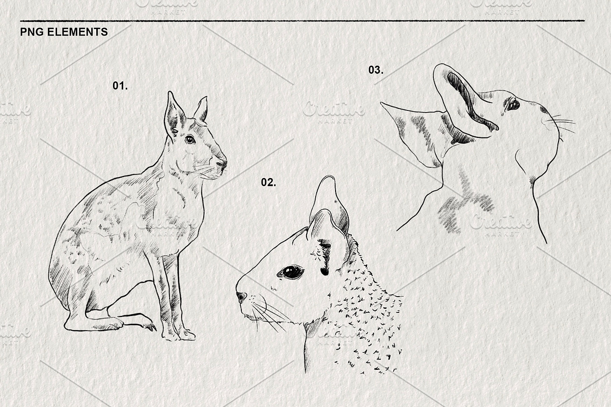 Sketches of the Mara animal in PNG, an Animal Illustration by LOKSKIH (Photo 3 of 6)