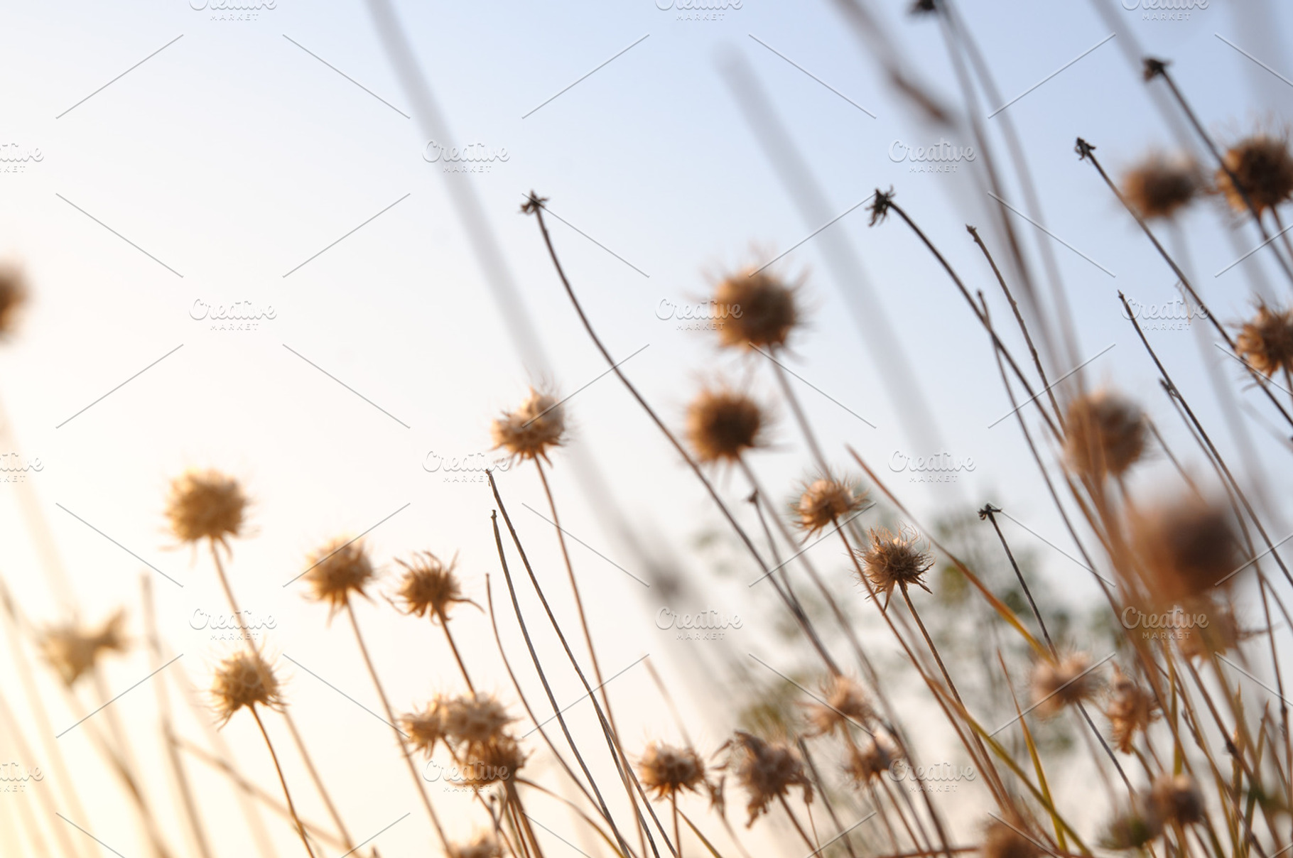 Beautiful sunrise light through thorn or bur flowers and grass featuring, a Nature Photo by Edgieus
