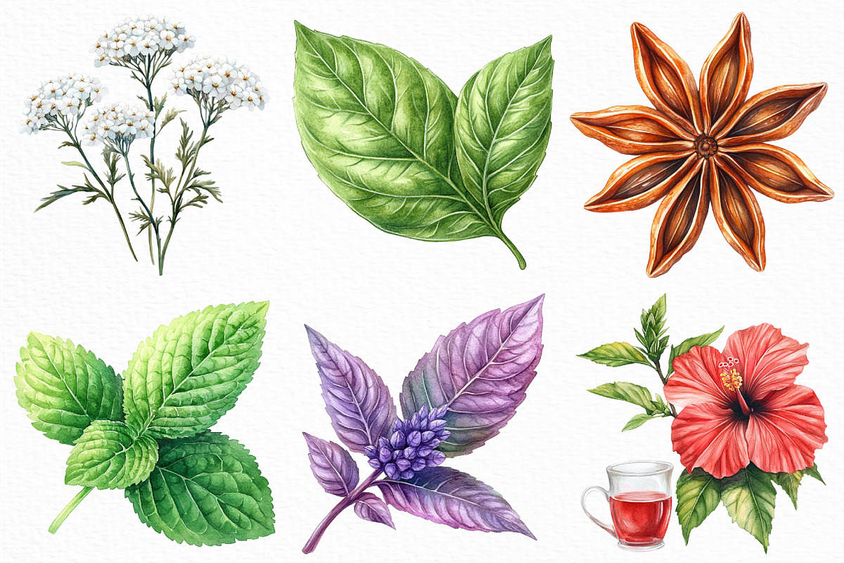 Watercolor Herbal Clipart Bundle, an Illustration by Craft Nest (Photo 3 of 6)