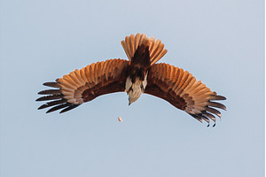 Goa, India. Brahminy Kite Throwing, an Animal Photo by Our Amazing World