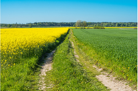 Road through flowering canola fields, a Nature Photo by COLORFUL