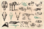 125 Vintage Animal Bones (Vector), an Animal Illustration by Brigantine Designs (Thumbnail 5 of 9)