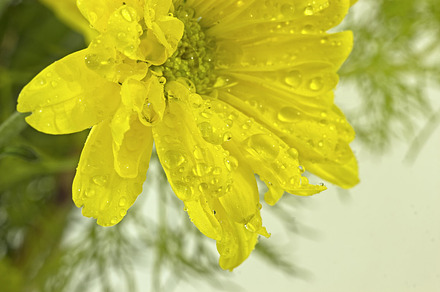 Water Lillies Background preview 4