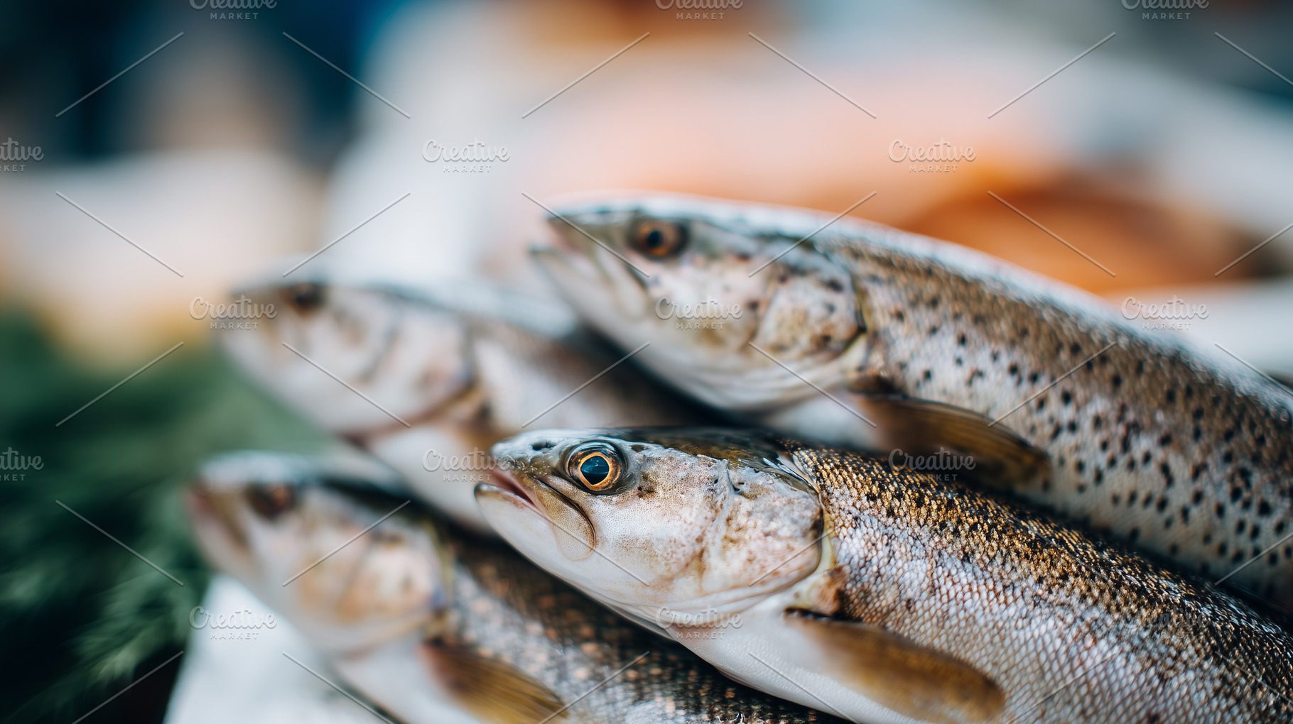 Fresh raw trout fish displayed on a, a Food & Drink Photo by MistyDay