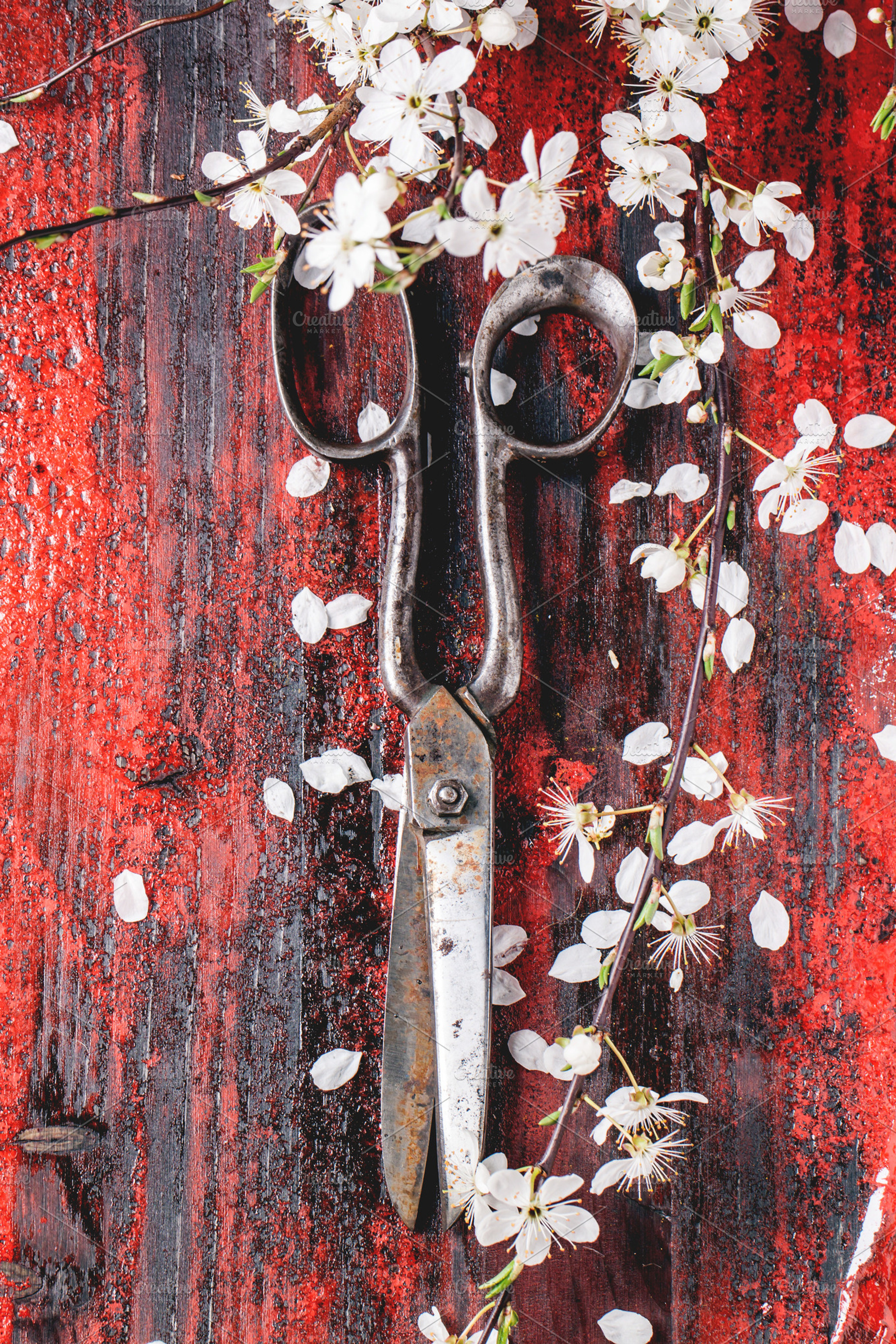 Vintage scissors and blossom branch containing scissors, old, and table