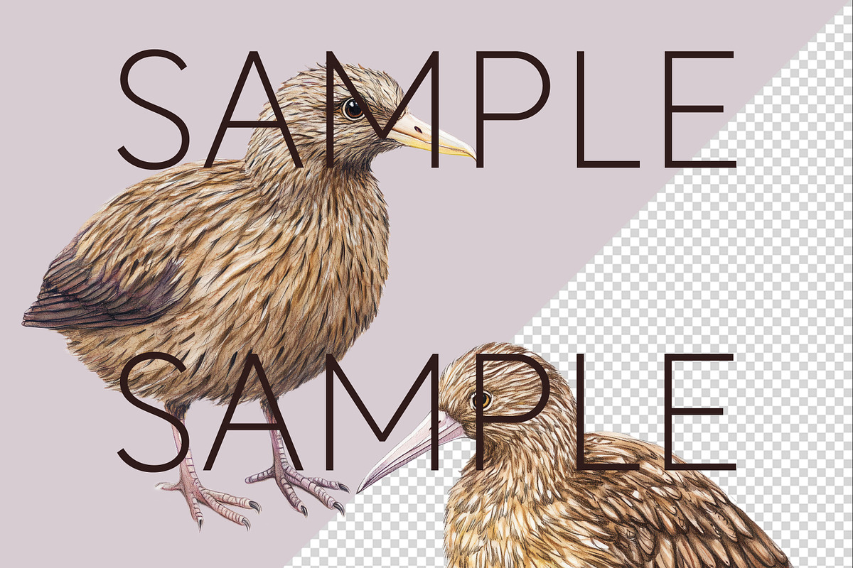 New Zealand Native Bird Clipart, an Animal Illustration by Pawcasso's Portraits (Photo 7 of 9)