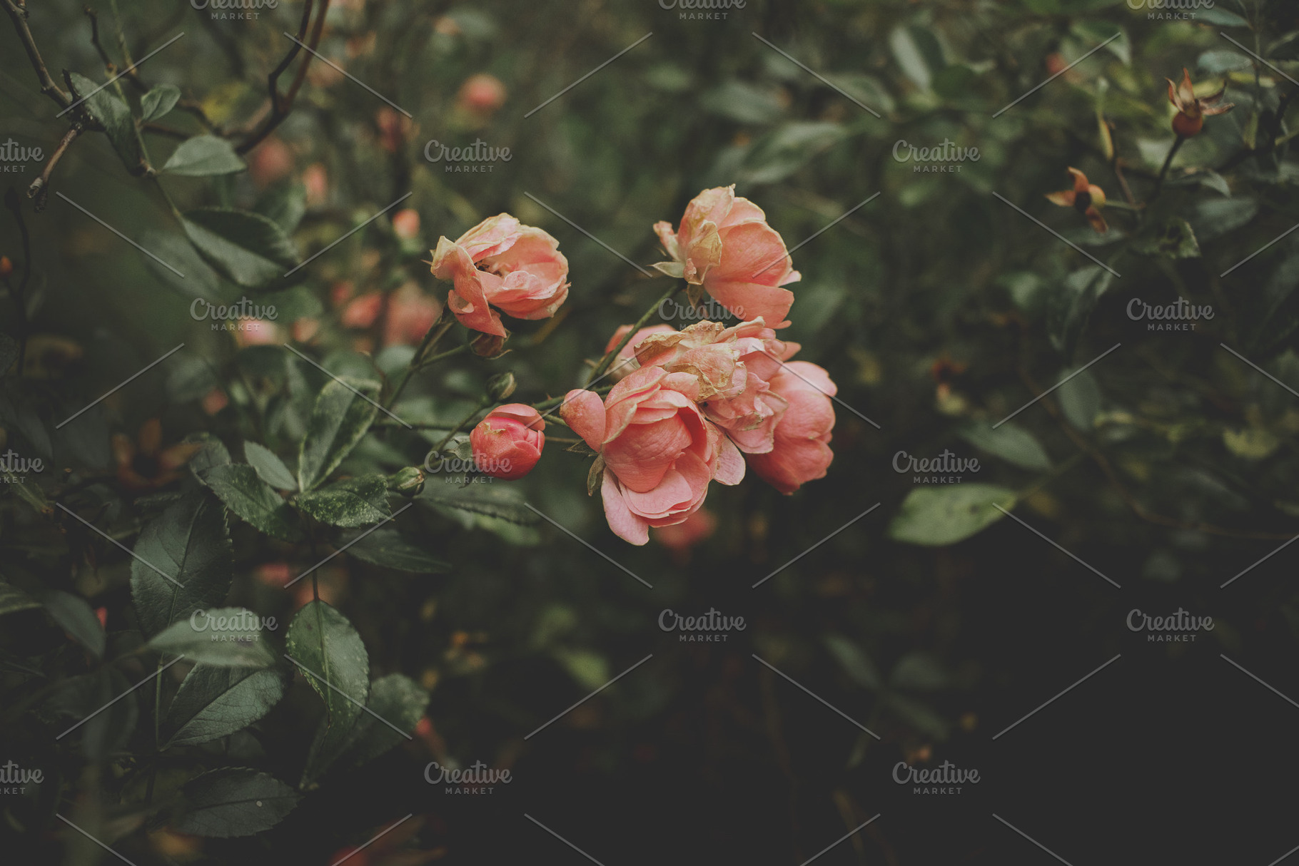 Low Key Peach Roses, a Nature Photo by René Jordaan Photography
