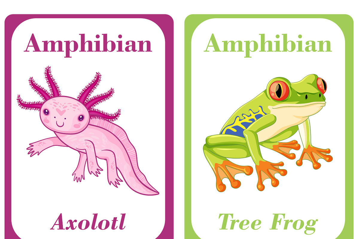 Amphibians Flash Cards For Kids preview 6