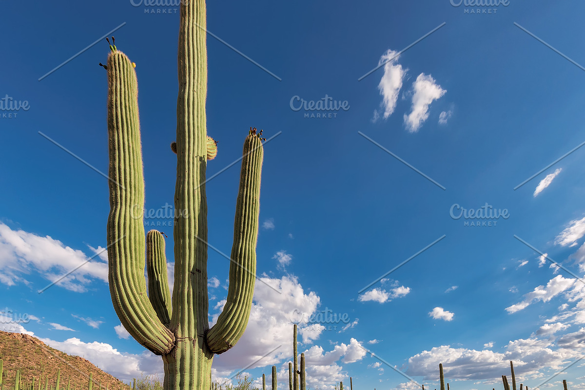 Saguaro cactus featuring phoenix, usa, and landscape, a Nature Photo by Lucky Photographer (Photo 2 of 2)