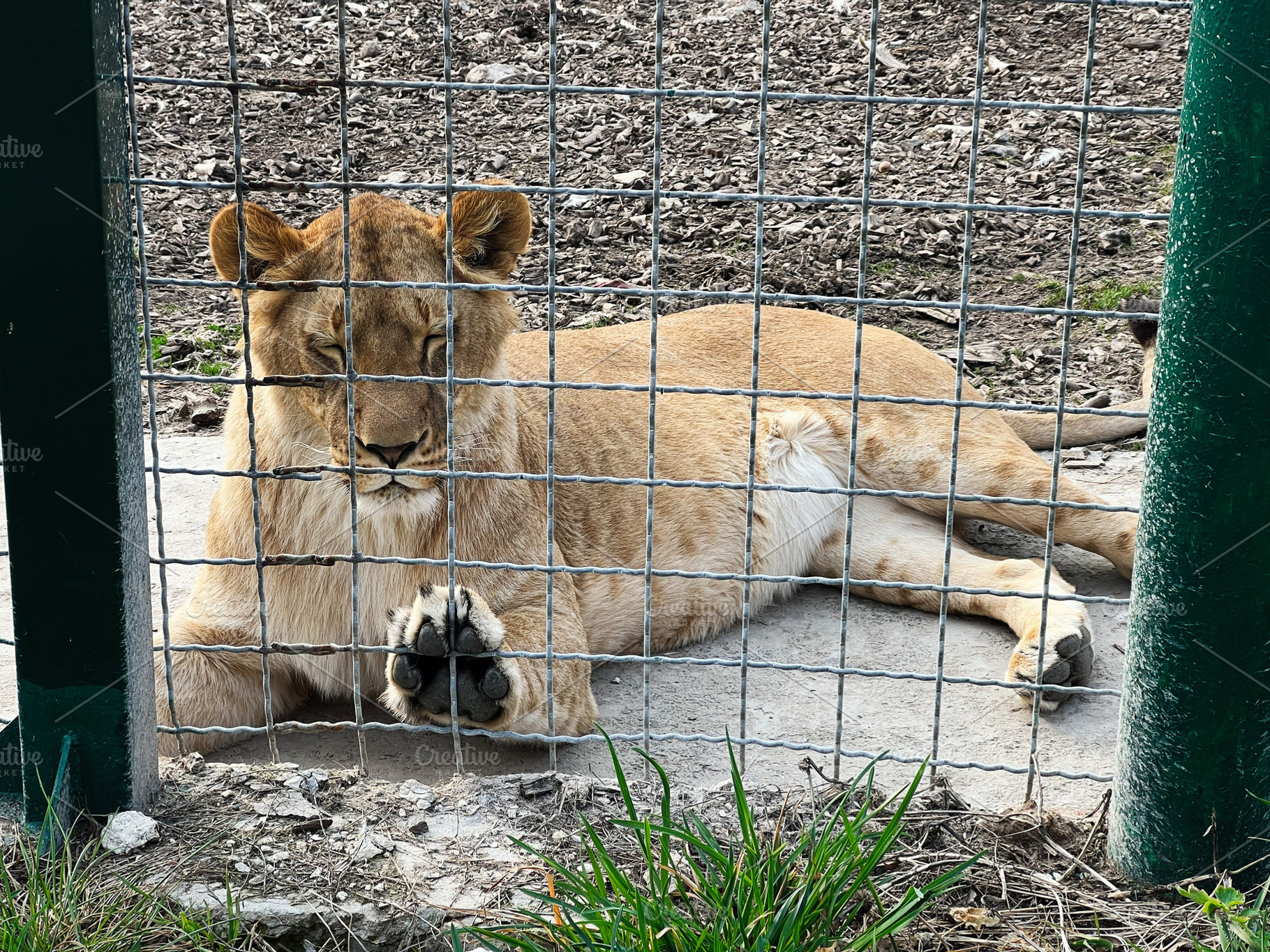 Lion resting peacefully behind a fence at a zoo enclosure, a Photo by AS photostudio