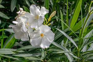 Common oleander (Nerium oleander), a Nature Photo by Schreibikus