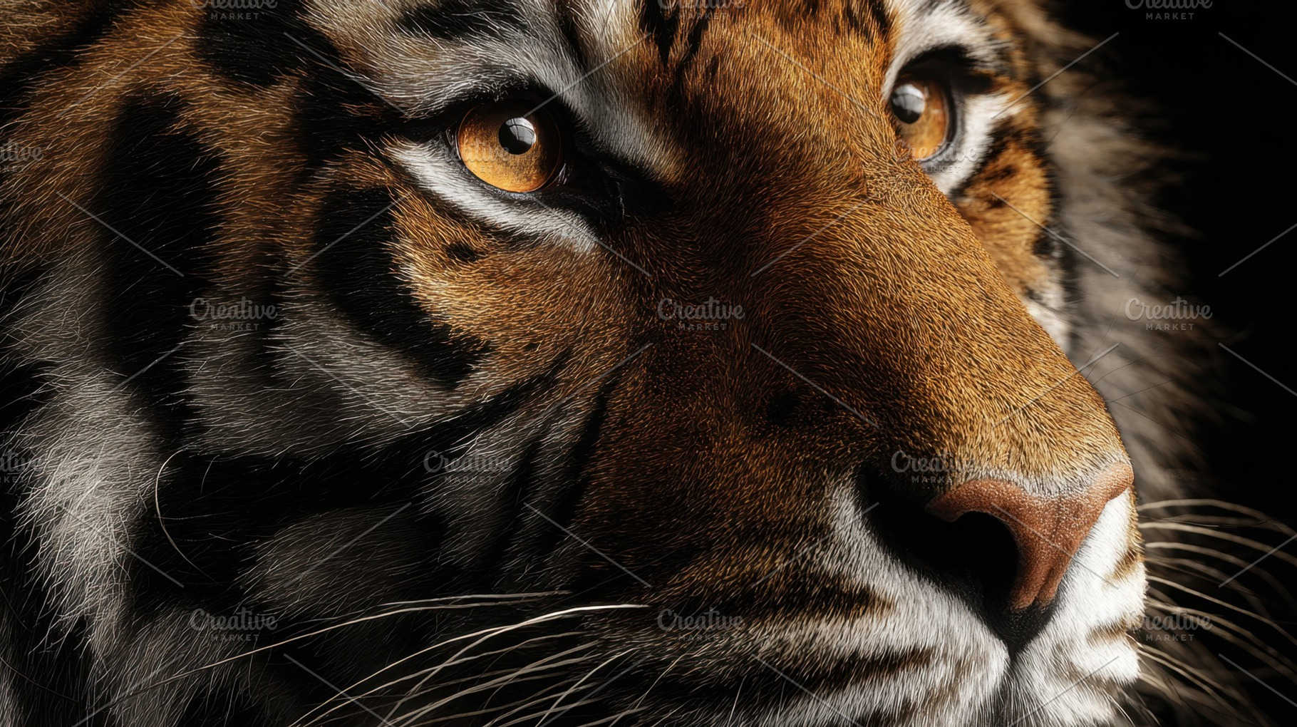 Tiger gazes into the distance, a Photo by Beautiful things