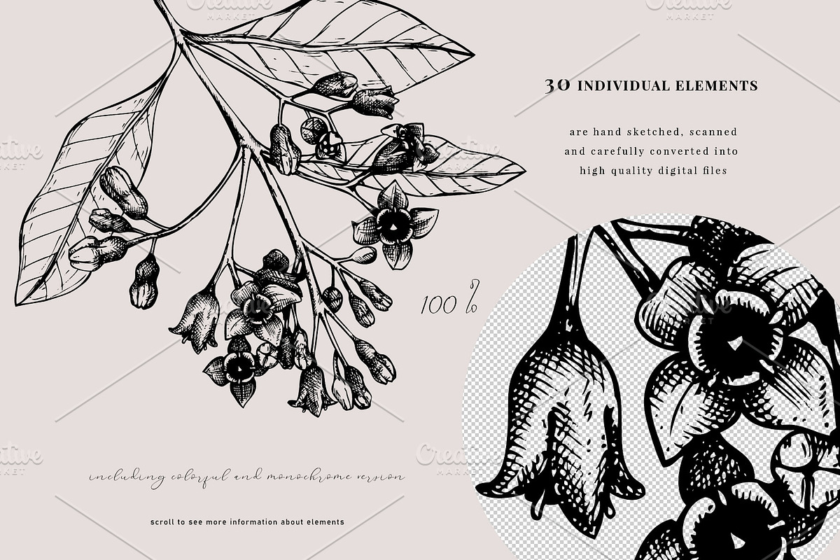 Aromatic Plants & Flowers Vector Set, a Healthcare Illustration by Yevheniia (Photo 7 of 9)