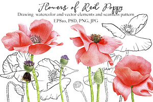 Flowers of Red Poppy