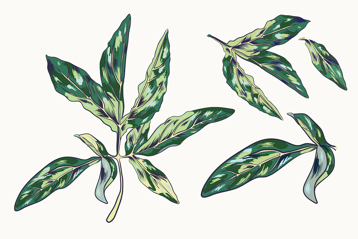 Tropical Leaf Clip Art, an Illustration by Ania Illustration (Photo 2 of 6)