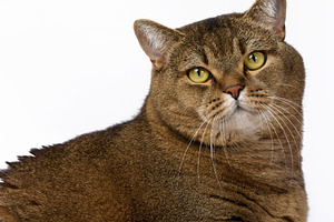 Portrait of an adult straight-eared gray purebred cat on a white, an Animal Photo by ndanko