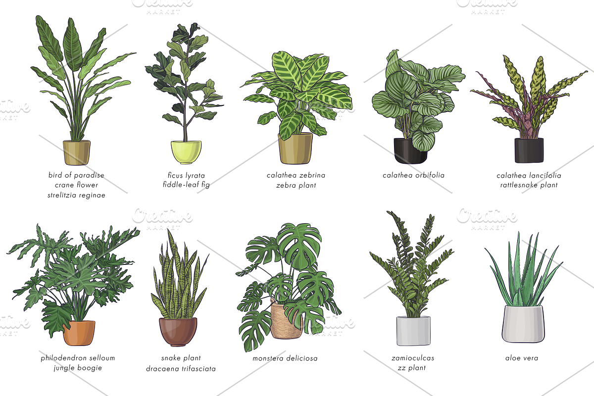 Indoor Plants VECTOR illustrations, a Seasonal Illustration by Natalka Dmitrova art (Photo 9 of 16)