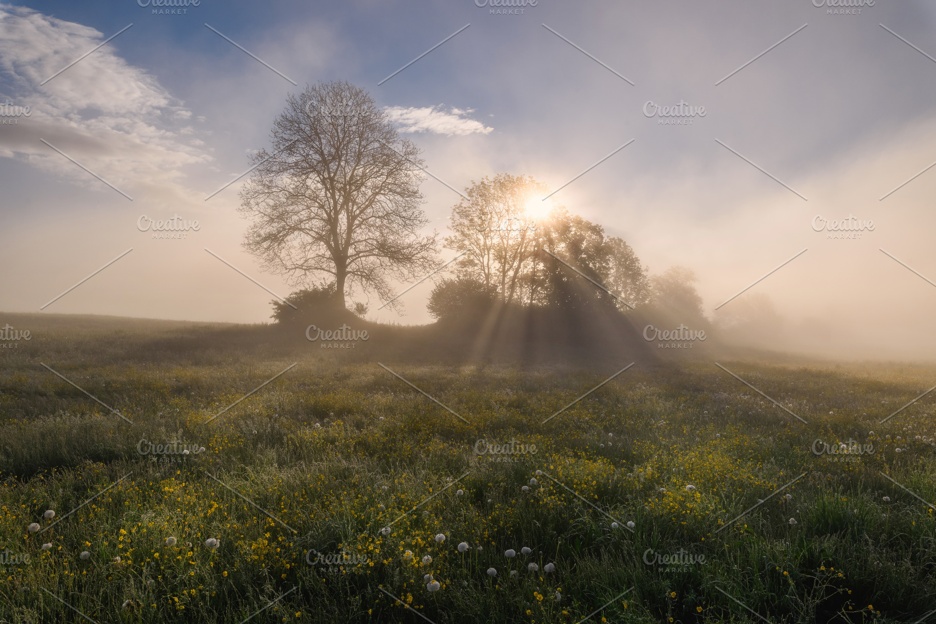 Sunrise on the meadow full of flowers, a Nature Photo by Dreamy Pixel