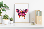 Watercolor Night Moths Clipart, an Illustration by Canvas Craft (Thumbnail 7 of 8)