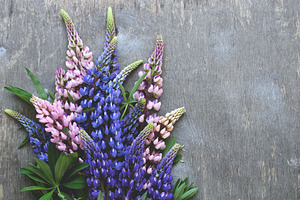 floral background with lupines