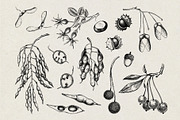 Autumn Leaves and Flowers Vector Set, an Object Graphic by Yevheniia (Thumbnail 8 of 11)
