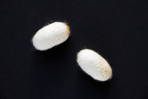 Silkworm Cocoon On A Black Background