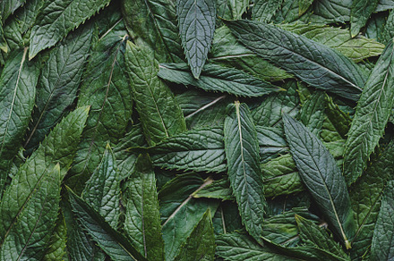 Fresh green leaves of mint