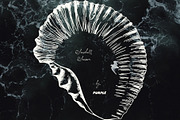 Seashell Season – Coastal Pack, an Object Graphic by Purple (Thumbnail 12 of 12)