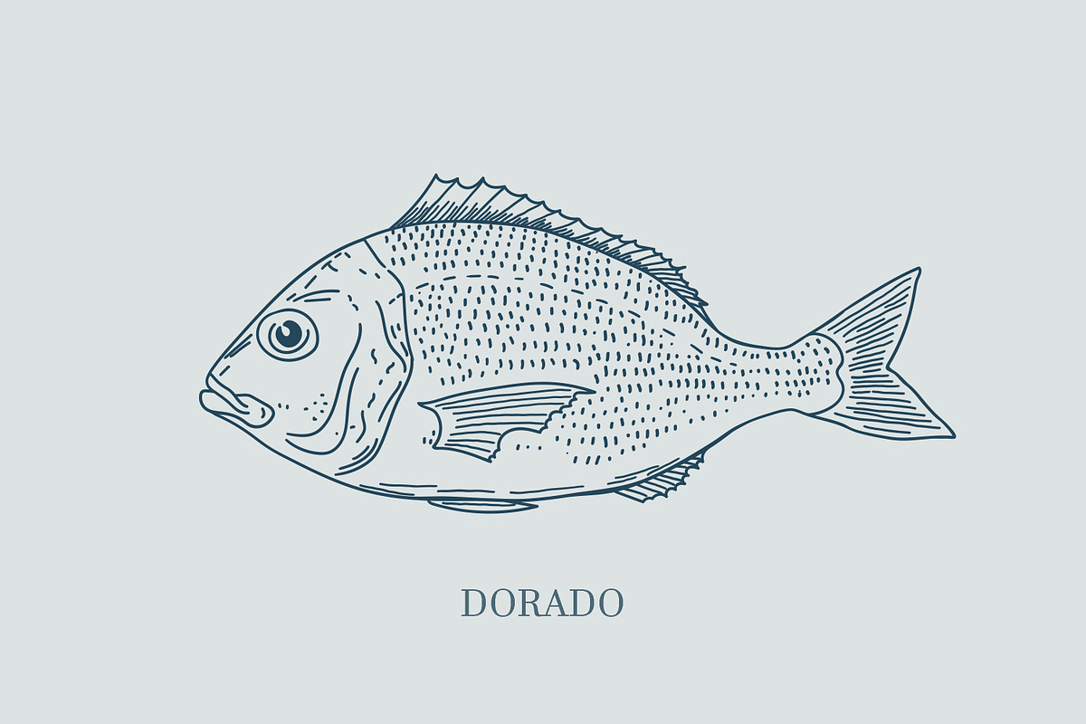 Hand drawn vectors of saltwater fish, an Animal Illustration by Naty Art (Photo 3 of 11)