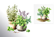 Kitchen Herbs. Watercolor collection, a Healthcare Illustration by Daria Ustiugova (Thumbnail 3 of 9)