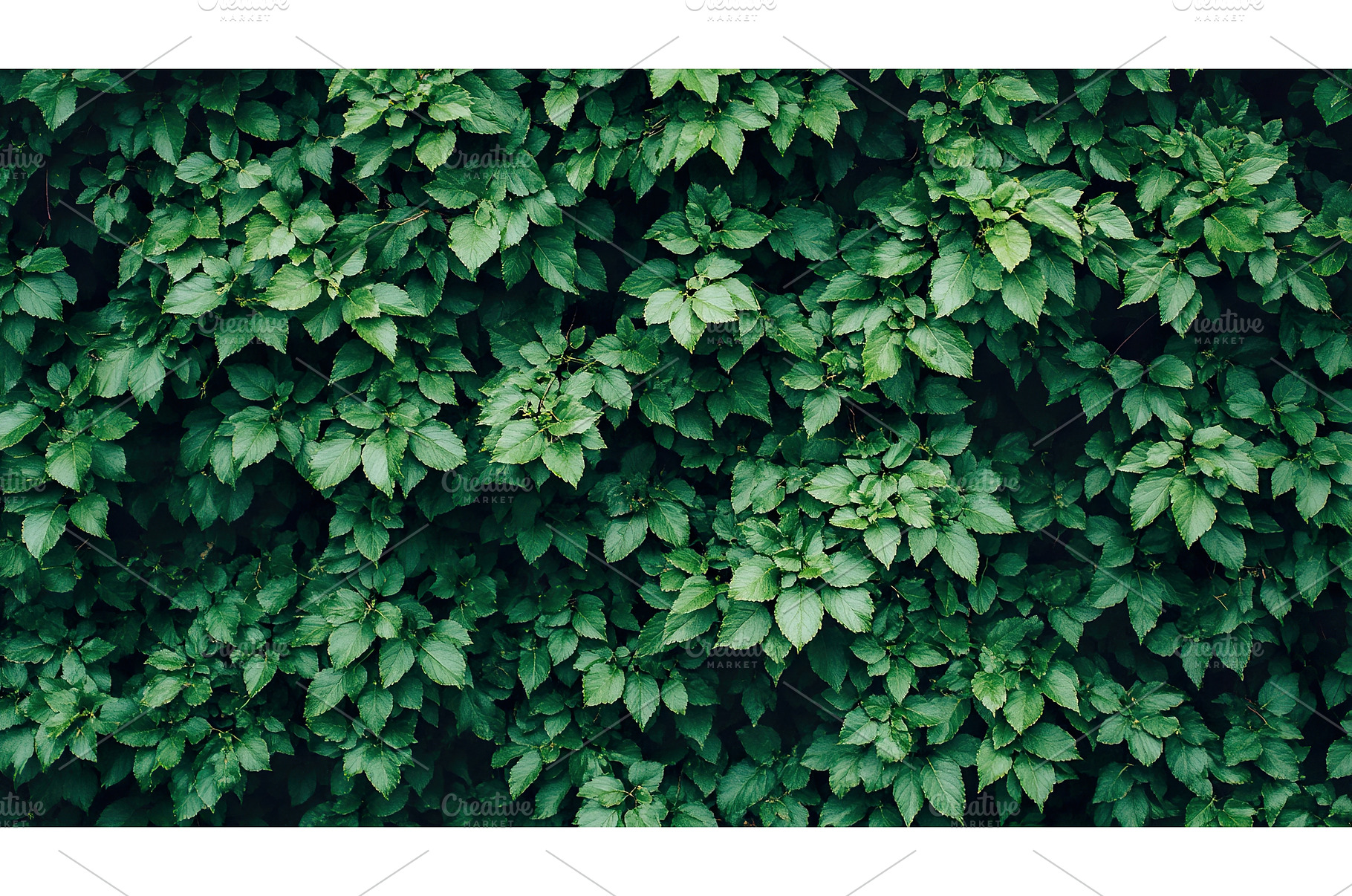 Lush green ivy leaves creating a, a Nature Photo by Lermont51