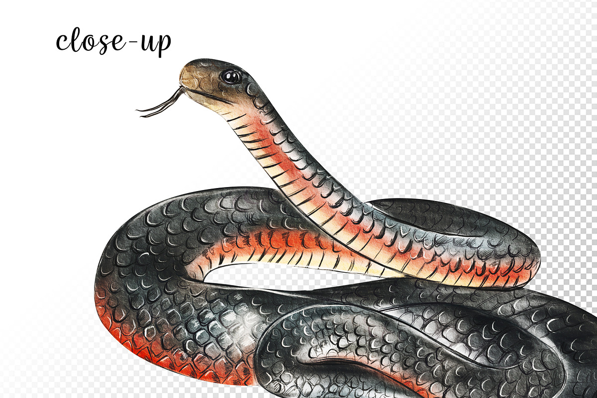 Watercolor Australia Animals Clipart, an Animal Illustration by svetodesign (Photo 7 of 9)