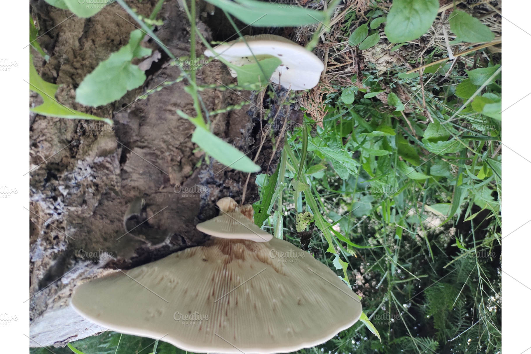 Wild mushrooms growing abundantly on, a Nature Photo by LogosDen