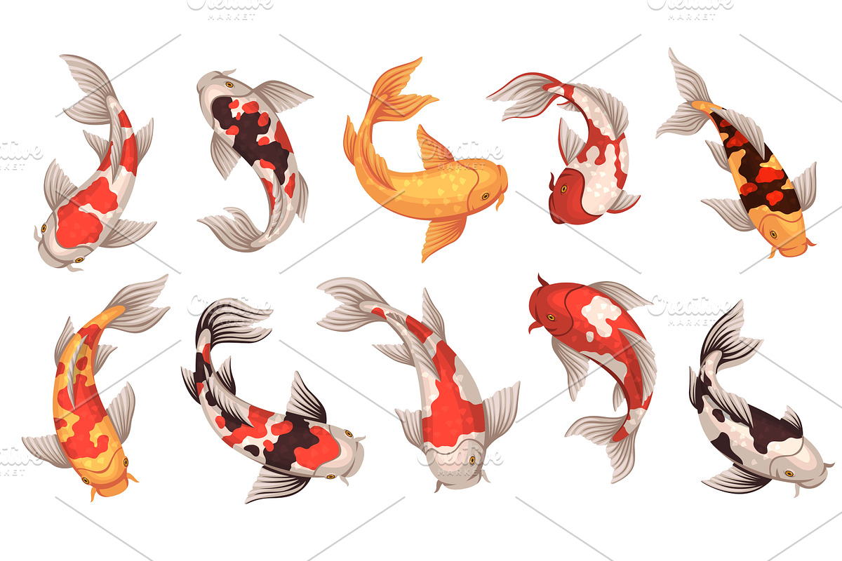 Colored koi fish. Japanese carps, an Animal Illustration by YummyBuum