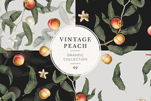 Vintage Peach Botanical Graphics #02